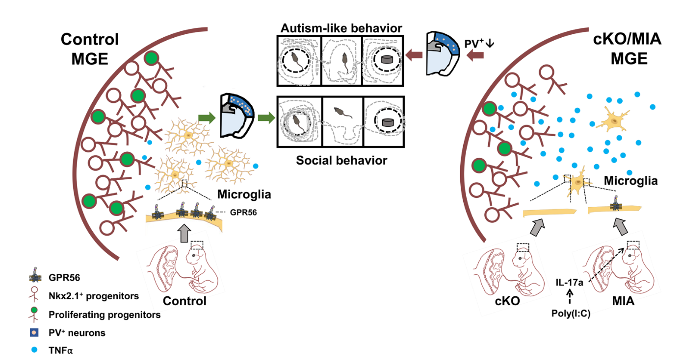 Science Advances Graphical Abstract